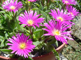 Delosperma sutherlandli